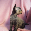 Photo №3. chaton devon rex. Pologne