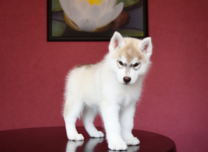 Photo №2 de l'annonce № 6875 de la vente husky de sibérie - acheter à Fédération de Russie de la fourrière