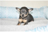 Photo №3. Adorables chiots Chihuahua en adoption gratuite. Allemagne