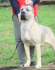 Photo №3. Chiots Cane Corso. Serbie