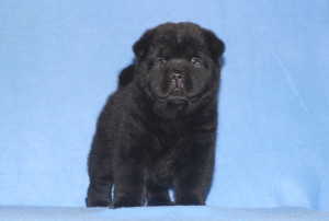 Photos supplémentaires: Chiots chow chow