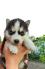 Photo №1. husky de sibérie - à vendre en ville de Тавда | 56€ | Annonce №10592