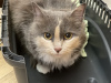 Photo №2 de l'annonce № 85840 de la vente chat de gouttière - acheter à Biélorussie annonce privée