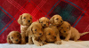 Photo №3. Beaux chiots Cavapoo Pour adoption gratuite. Allemagne