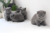 Photo №1. british shorthair - à vendre en ville de Баумхольдер | 200€ | Annonce № 92675