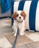 Photo №1. cavalier king charles spaniel - à vendre en ville de Helsinki | 400€ | Annonce №119540