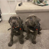 Photo №1. cane corso - à vendre en ville de Антверпен | 450€ | Annonce №120688