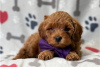 Photo №3. Beaux chiots Cavapoo Pour adoption gratuite. Allemagne