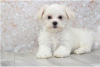 Photo №1. bichon maltais - à vendre en ville de Berlin | négocié | Annonce №115863