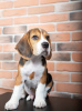 Photo №2 de l'annonce № 103664 de la vente beagle - acheter à Allemagne annonce privée