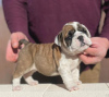 Photo №1. bulldog anglais - à vendre en ville de Beverly Hills | 331€ | Annonce №100199