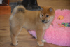 Photo №1. shiba - à vendre en ville de Gumbostrand | 331€ | Annonce №120252