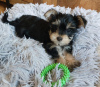 Photo №4. Je vais vendre yorkshire terrier en ville de Naperville. éleveur - prix - 473€