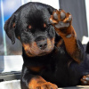 Photo №1. rottweiler - à vendre en ville de Helsinki | 600€ | Annonce №80564