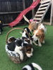 Photo №1. beagle - à vendre en ville de Vienna | négocié | Annonce №77600