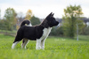 Photos supplémentaires: Chiots Akita américains