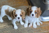 Photo №3. Chiots Cavalier King Charles Spaniel À adopter. La finlande