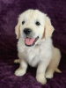 Photo №1. golden retriever - à vendre en ville de Hamm | 400€ | Annonce №117939