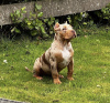 Photo №2 de l'annonce № 79574 de la vente american bully - acheter à Allemagne annonce privée