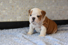 Photo №2 de l'annonce № 30196 de la vente bulldog anglais - acheter à Allemagne annonce privée, éleveur
