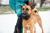 Photo №2 de l'annonce № 12788 de la vente chien bâtard - acheter à Fédération de Russie annonce privée