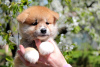 Photo №4. Je vais vendre akita (chien) en ville de Khmelnitsky. éleveur - prix - 1230€