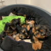 Photos supplémentaires: Deux chiots Yorkshire Terrier abordables à adopter