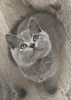 Photo №1. british shorthair - à vendre en ville de Брауншвейг | 400€ | Annonce № 119436