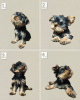 Photo №1. yorkshire terrier - à vendre en ville de Tbilissi | négocié | Annonce №63800