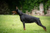 Photo №2 de l'annonce № 114771 de la vente dobermann - acheter à Serbie éleveur