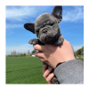 Photo №1. bouledogue - à vendre en ville de Калифорния Сити | 661€ | Annonce №10258