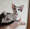 Photo №1. devon rex - à vendre en ville de Indianapolis | 284€ | Annonce № 55583