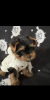 Photo №4. Je vais vendre yorkshire terrier en ville de Regensburg. annonce privée - prix - 265€