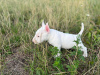 Photos supplémentaires: Bull Terrier miniature FCI