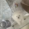 Photo №4. Je vais vendre spitz nain en ville de Раума. annonce privée - prix - 331€