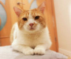 Photo №2 de l'annonce № 92484 de la vente chat de gouttière - acheter à Biélorussie annonce privée