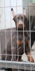 Photo №2 de l'annonce № 54415 de la vente dobermann - acheter à Serbie éleveur