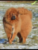 Photos supplémentaires: Dogue tibétain