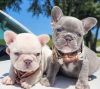 Photo №1. bouledogue - à vendre en ville de Paris | négocié | Annonce №82167