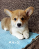 Photo №1. welsh corgi - à vendre en ville de Валево | 550€ | Annonce №118320