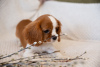 Photos supplémentaires: Chiots Cavalier King Charles Spaniel