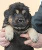 Photo №2 de l'annonce № 26949 de la vente buryat wolfhound mongol - acheter à Fédération de Russie annonce privée