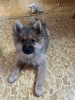 Photo №1. spitz allemand - à vendre en ville de Pilsen | négocié | Annonce №34538