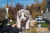 Photos supplémentaires: Chiots de chien de berger d'Asie centrale