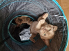 Photos supplémentaires: Vendre des chatons birmans