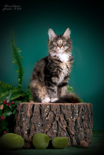 Photo №4. Je vais vendre maine coon en ville de Omsk. de la fourrière, éleveur - prix - Négocié