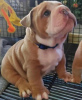Photo №2 de l'annonce № 26896 de la vente bulldog anglais - acheter à Australie éleveur