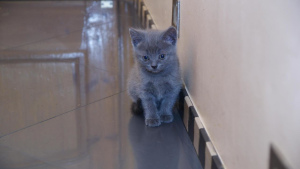 Photo №3. Chatons britanniques, il y a des garçons de couleur bleue et une fille de lilas.. Fédération de Russie