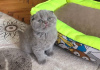 Photo №1. scottish fold - à vendre en ville de Reykjavík | 300€ | Annonce № 57203