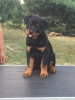 Photo №1. rottweiler - à vendre en ville de Belgorod | négocié | Annonce №7139